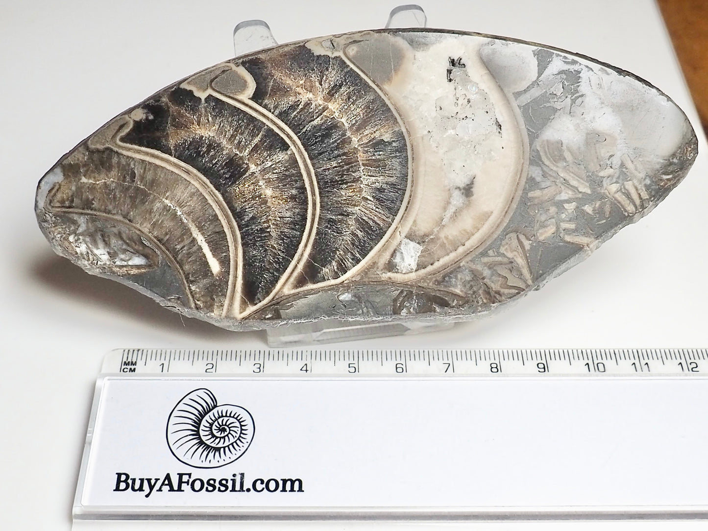Cut & Polished Ammonite Whorl