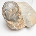 Bivalve Shell