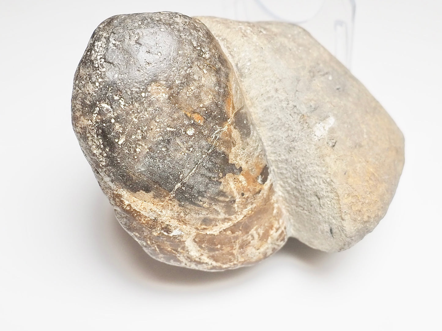 Bivalve Shell