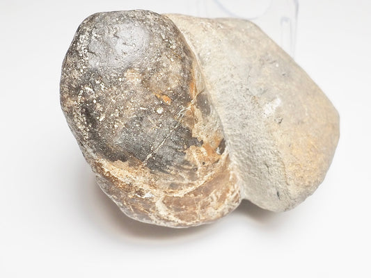 Bivalve Shell