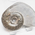 Grammoceras Ammonite Fossil – Whitby Yorkshire Coast – Jurassic