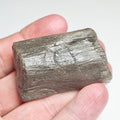 Fossil Bone
