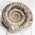 Catacoeloceras Ammonite Fossil – Whitby Yorkshire Coast – Jurassic
