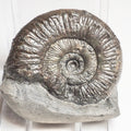 Peronoceras Ammonite Fossil – Whitby Yorkshire Coast – Jurassic