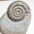 Dactylioceras
