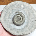 Dactylioceras Semicelatum Ammonite Fossil – Whitby Yorkshire Coast – Jurassic