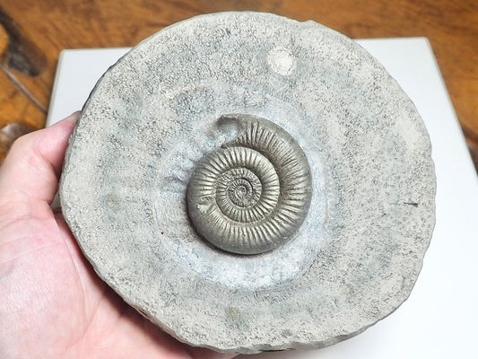 Dactylioceras Semicelatum