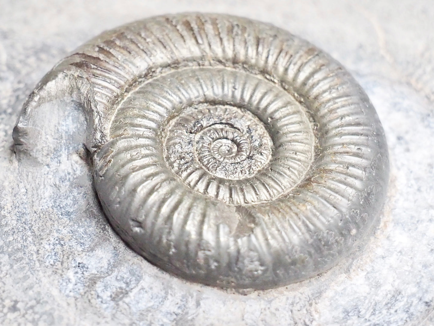 Dactylioceras Semicelatum