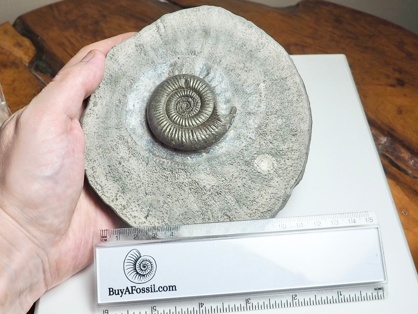 Dactylioceras Semicelatum