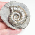 Grammoceras Ammonite – Whitby Jurassic Fossil – Yorkshire Coast