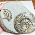 Rare double species ammonite - Hildoceras