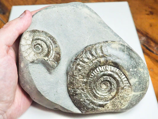 Rare double species ammonite - Hildoceras