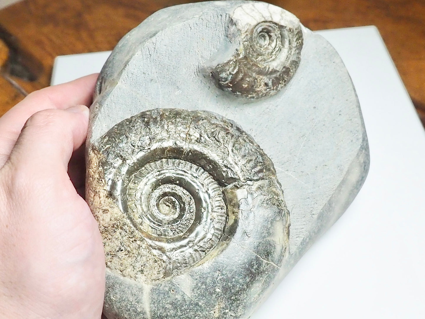 Rare double species ammonite - Hildoceras