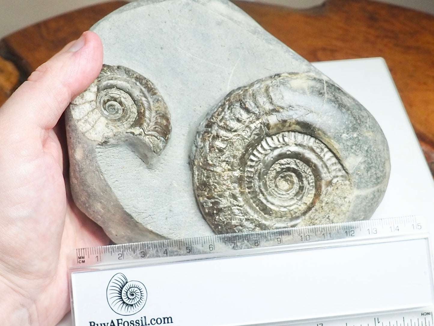 Rare double species ammonite - Hildoceras
