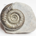 Dactylioceras Ammonite Fossil – Whitby Yorkshire Coast – Jurassic