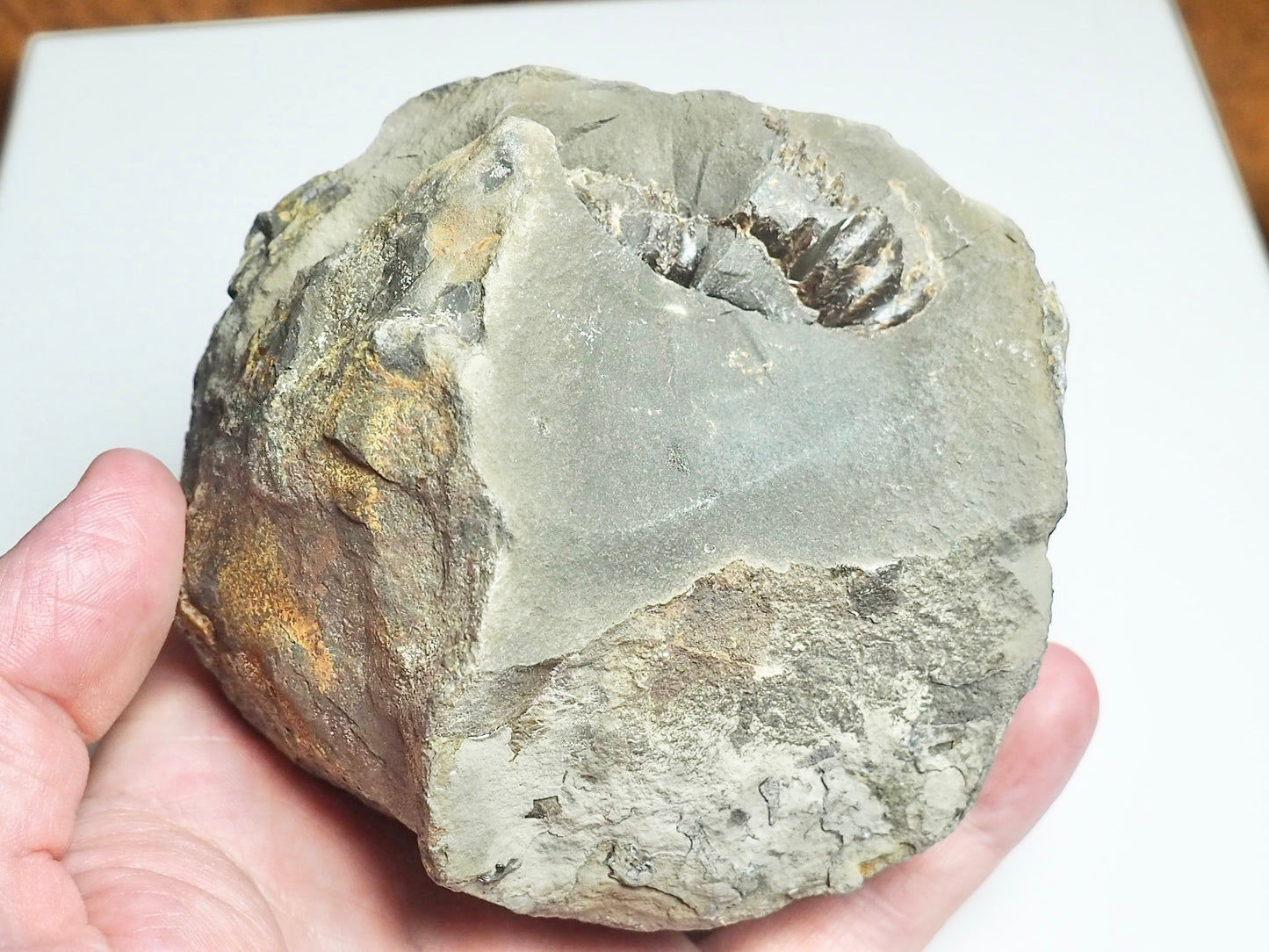 Dactylioceras POS/NEG