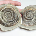 Dactylioceras POS/NEG