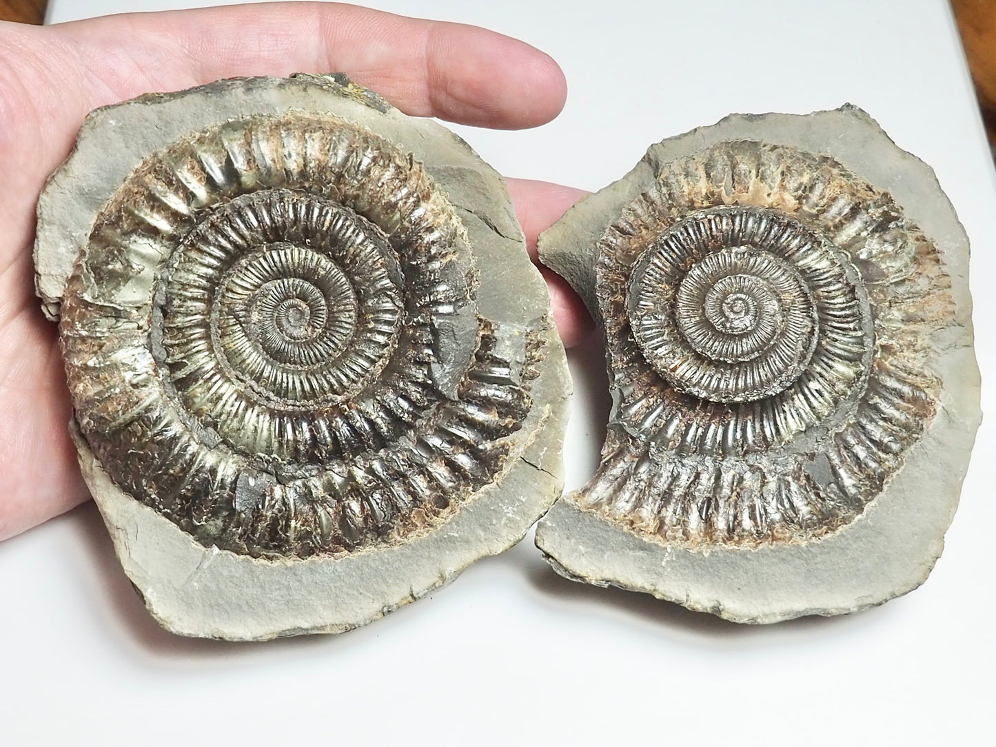 Dactylioceras POS/NEG