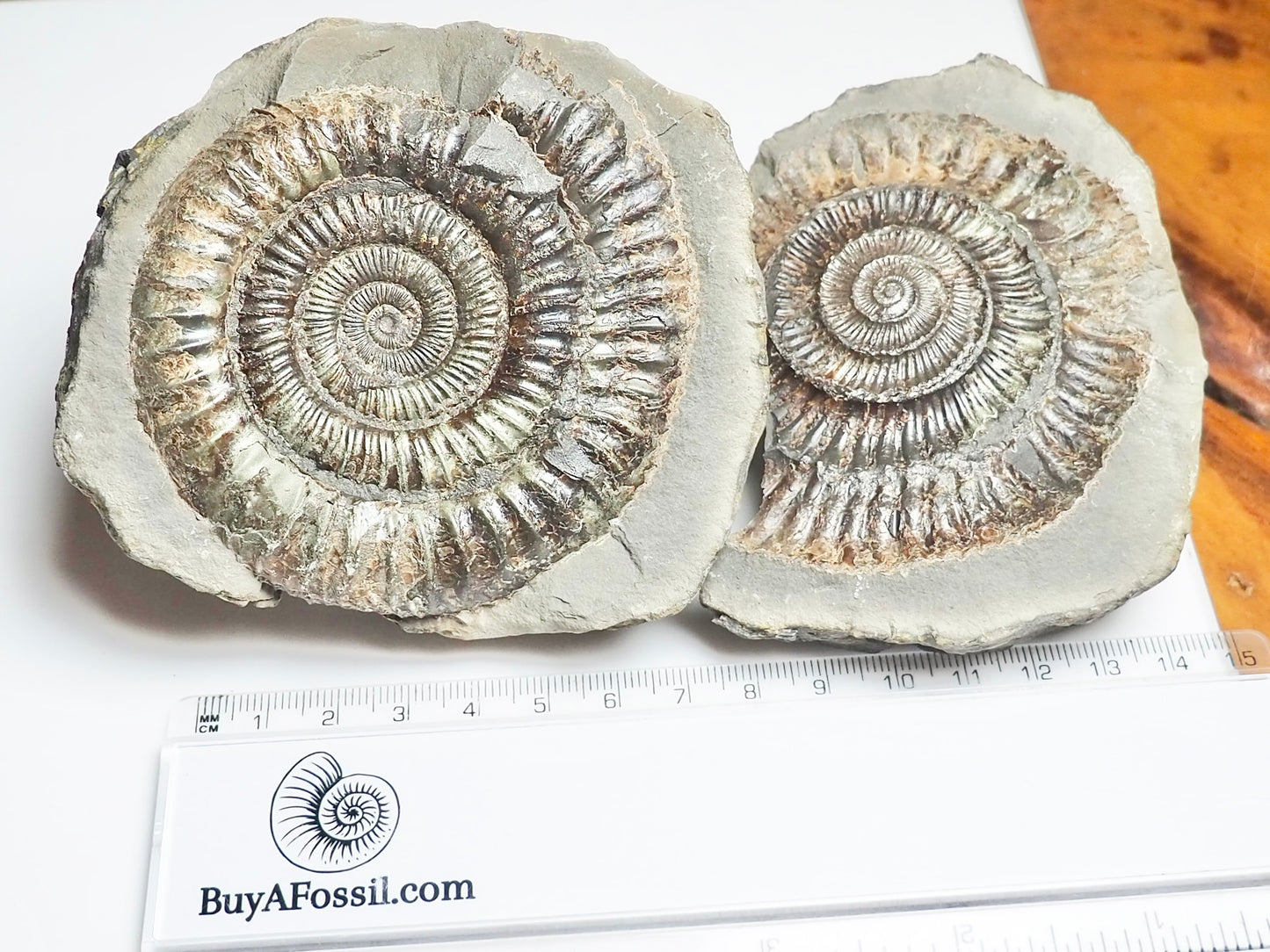 Dactylioceras POS/NEG