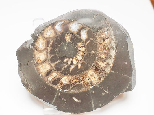 Cut and Polished Ammonite Dactylioceras