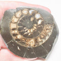 Cut and Polished Dactylioceras Ammonite Fossil – Whitby Yorkshire Coast – Jurassic