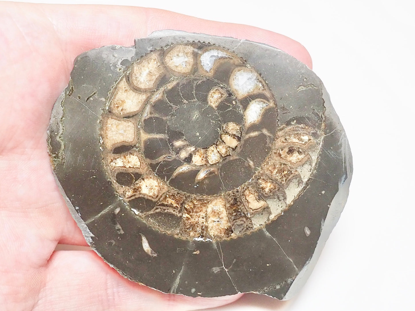 Cut and Polished Ammonite Dactylioceras