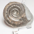 Hildoceras