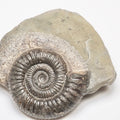 Dactylioceras