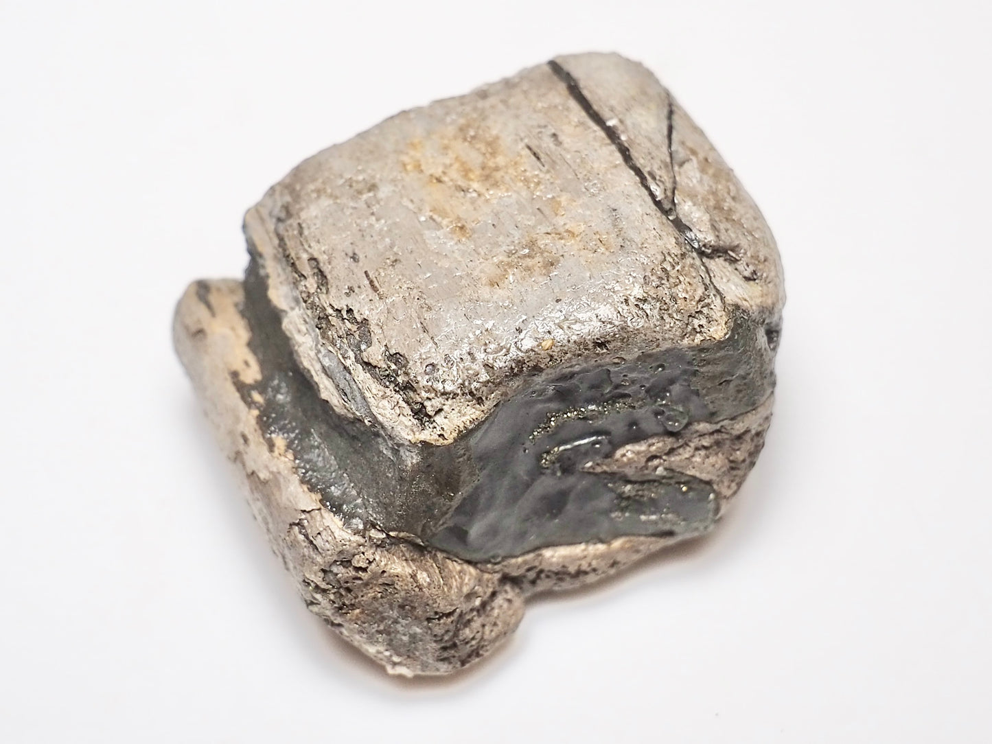 Ichthyosaur Jaw Fragment