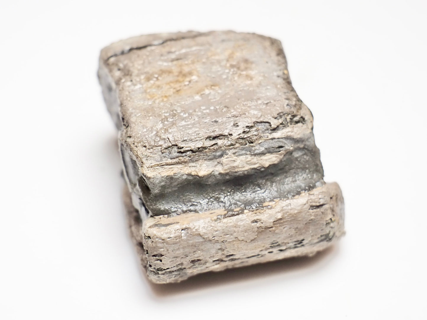 Ichthyosaur Jaw Fragment