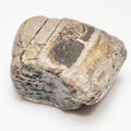 Ichthyosaur Jaw Fragment – Whitby Yorkshire Coast – Jurassic