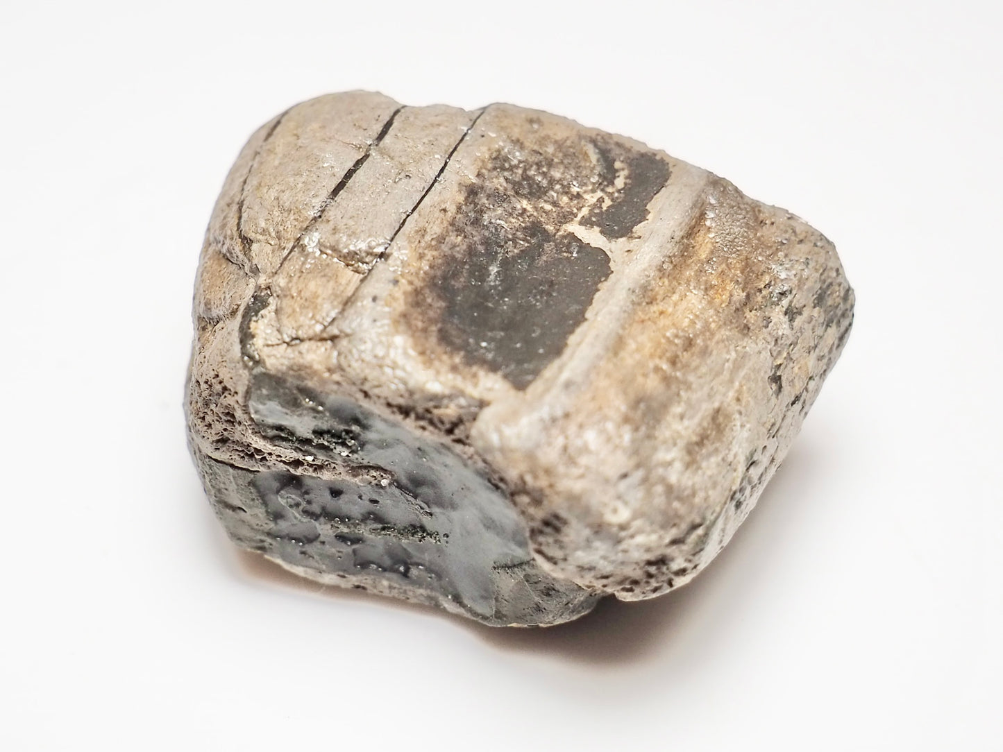 Ichthyosaur Jaw Fragment