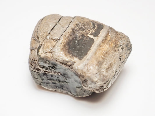 Ichthyosaur Jaw Fragment