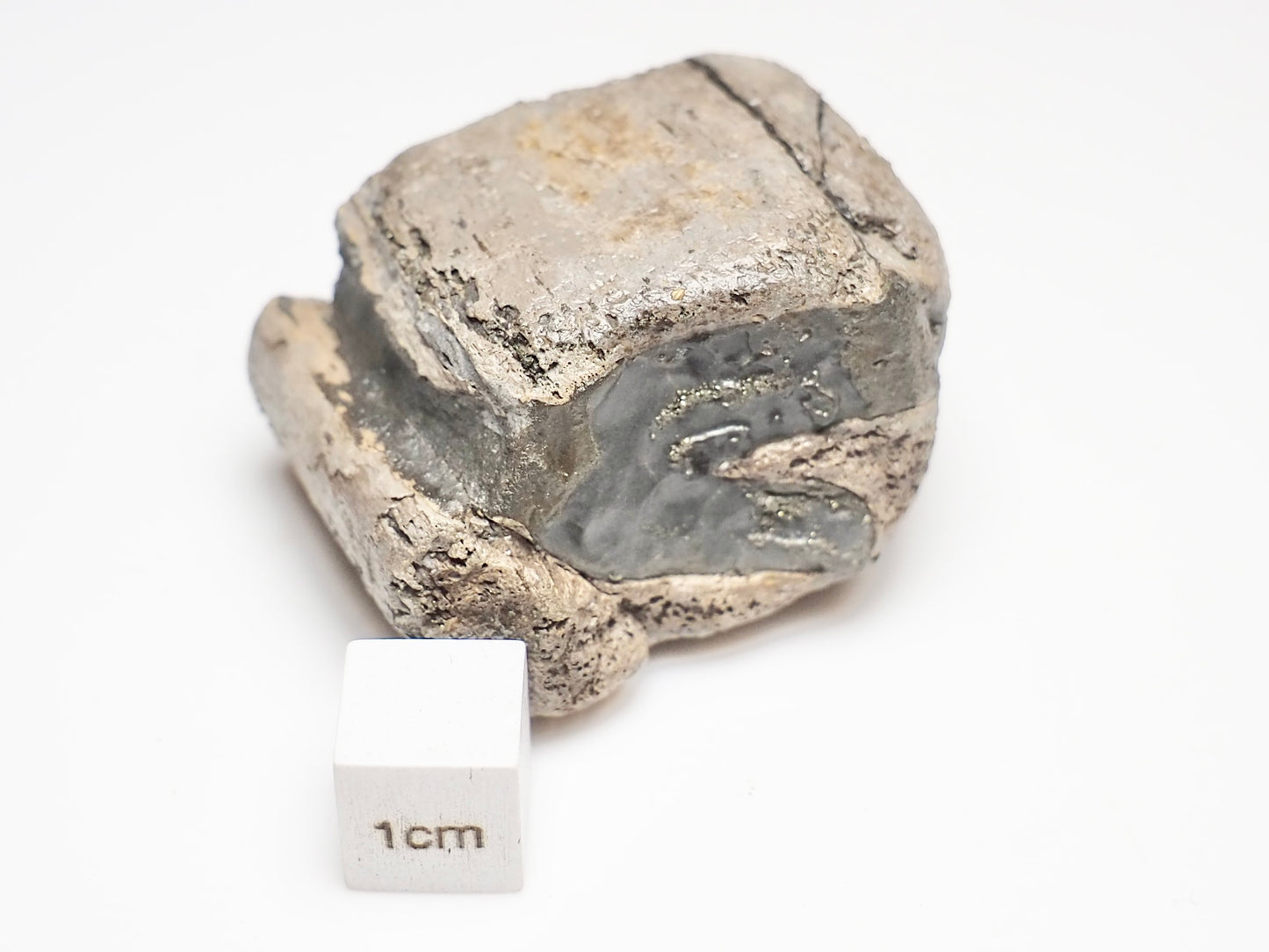 Ichthyosaur Jaw Fragment