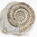 Dactylioceras