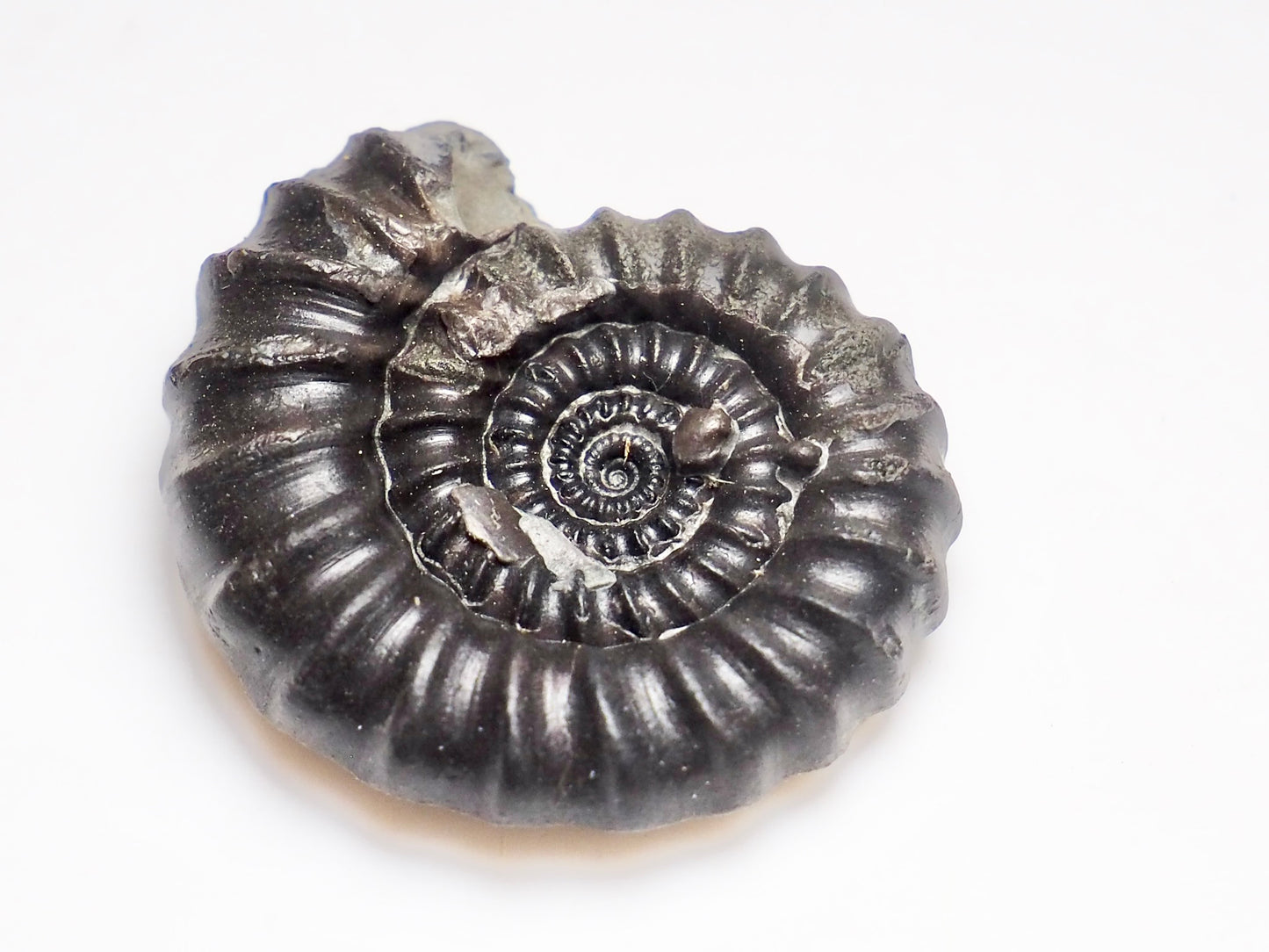 Gagaticeras Gagateum