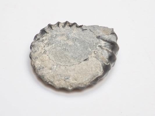 Gagaticeras Gagateum