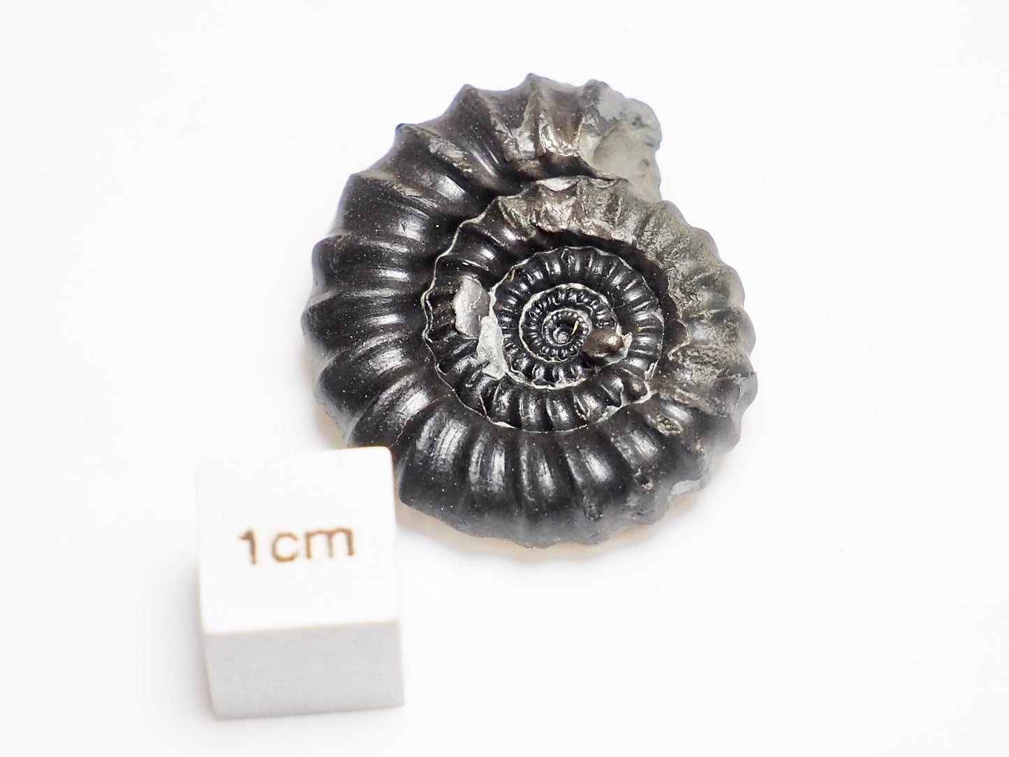 Gagaticeras Gagateum