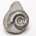 Hildoceras Ammonite Fossil – Whitby Yorkshire Coast – Jurassic