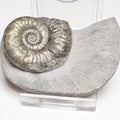 Grammoceras Ammonite Fossil – Whitby Yorkshire Coast – Jurassic