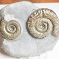 Double Peronoceras