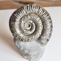 Porpoceras Ammonite Fossil – Whitby Yorkshire Coast – Jurassic