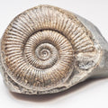Zugodactylites Ammonite Fossil – Whitby, Yorkshire Coast – Jurassic Fossil