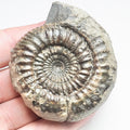Catacoeloceras