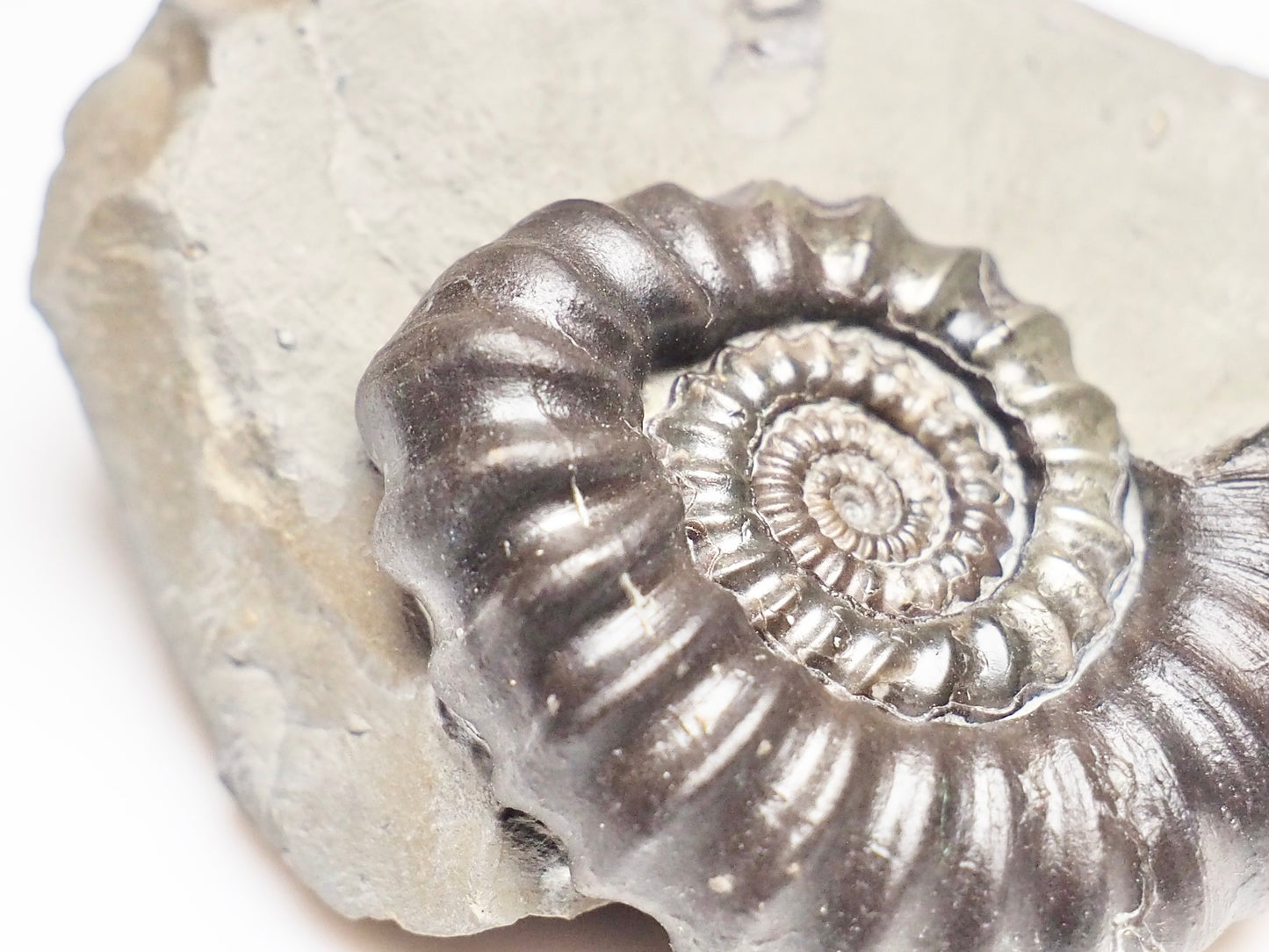 Pathologically Deformed Gagaticeras