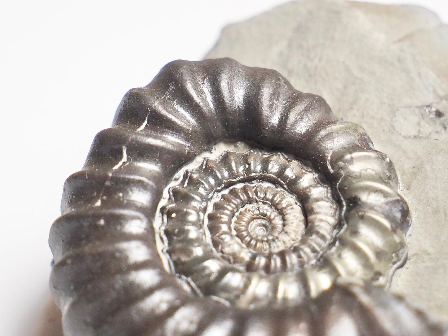 Pathologically Deformed Gagaticeras