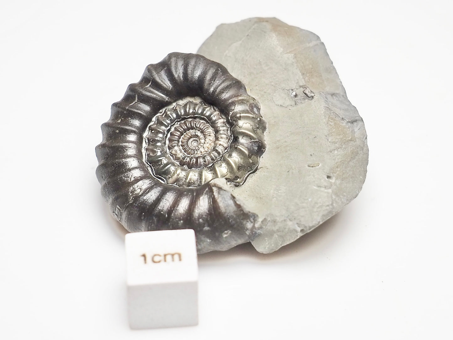 Pathologically Deformed Gagaticeras