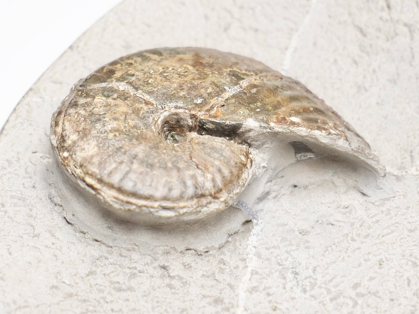 Pseudolioceras boulbiense