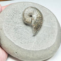 Pseudolioceras Ammonite Fossil – Whitby Yorkshire Coast – Jurassic
