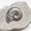 Eleganticeras Ammonite Fossil – Whitby Yorkshire Coast – Jurassic